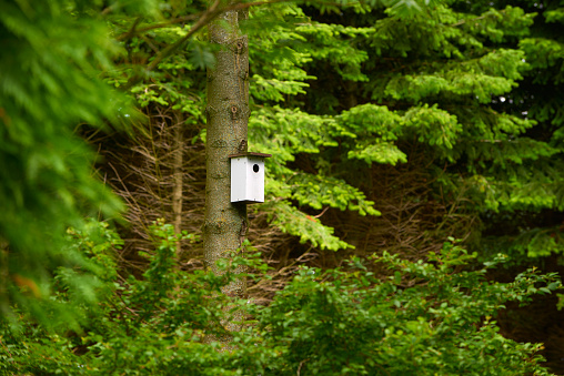 White bird box mounted high up on a trunk.
