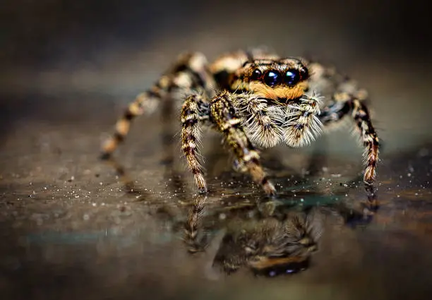Photo of Spider Marpissa muscosa