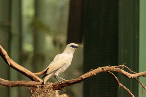 istock Bali myna bird Leucopsar rothschildi 809106968