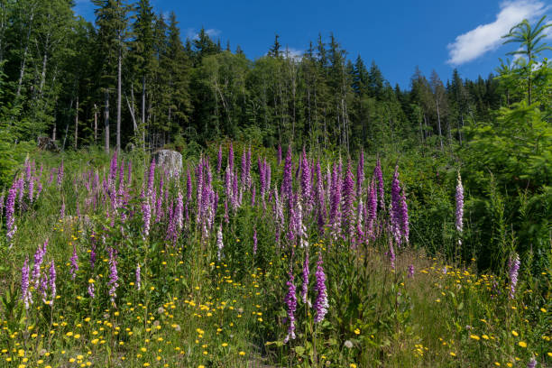 istock Olympic National Forest On a Sunny July Day 809108534