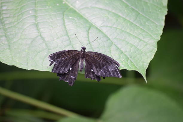 istock Damaged black Great Mormon butterfly 809109138