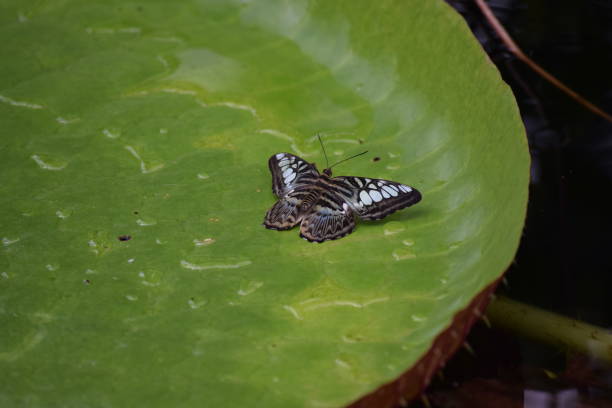 istock Clipper butterfly on a Victoria lily pad 809109452