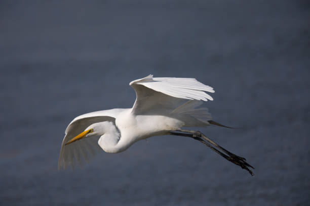 istock Great egret flying in the wild over a North California marsh 809113616
