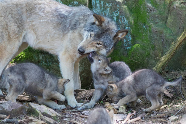 목재 늑대 가족 - canadian timber wolf 뉴스 사진 이미지