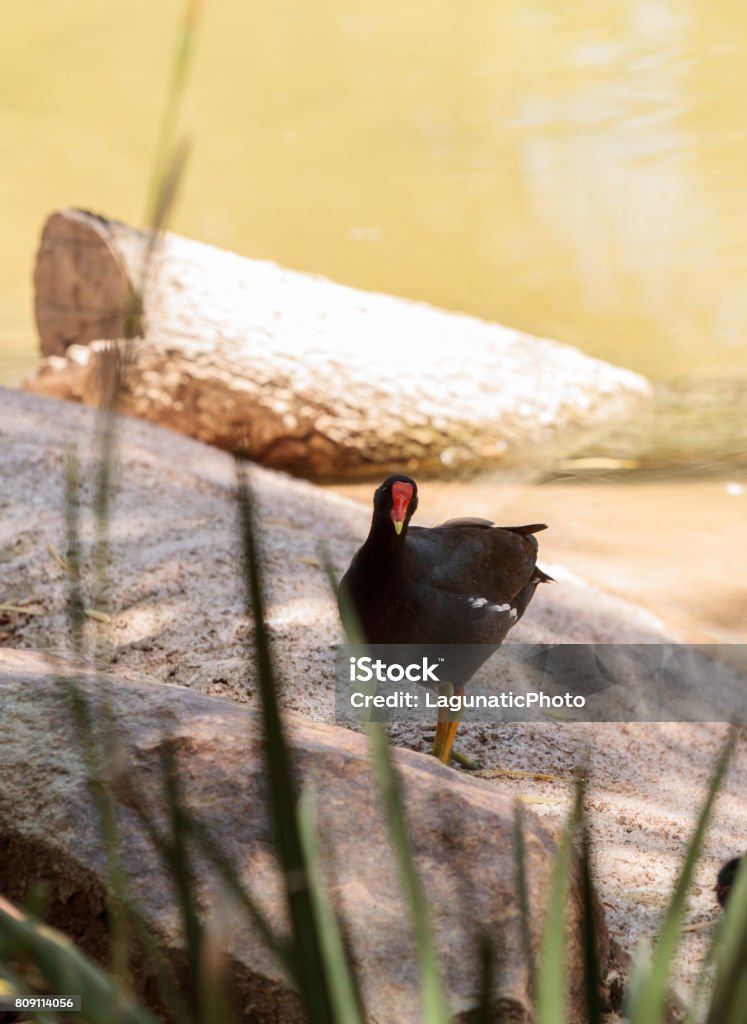 Adult Common gallinule Gallinula galeata Adult Common gallinule Gallinula galeata is a duck like bird found in swamps and wetlands. Animals In The Wild Stock Photo