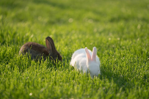 istock Cute white Cottontail bunny rabbit munching grass in the garden 809133440