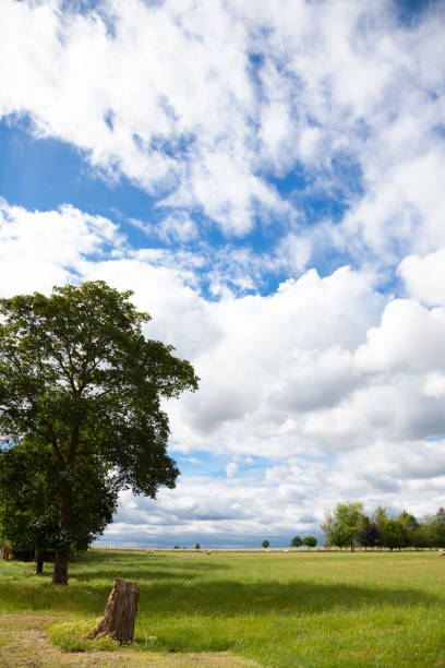 istock hertfordshire farming countryside fields trees and sheep 809164842