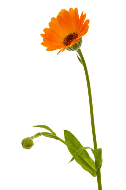 istock Flower of calendula, isolated on white background 809215684