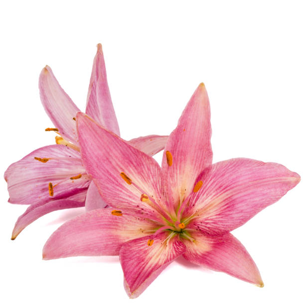 istock Flower of a pink lily, isolated on white background 809216936