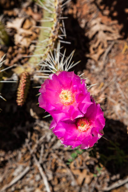 istock sunny red cactus flowers in the desert 809246196