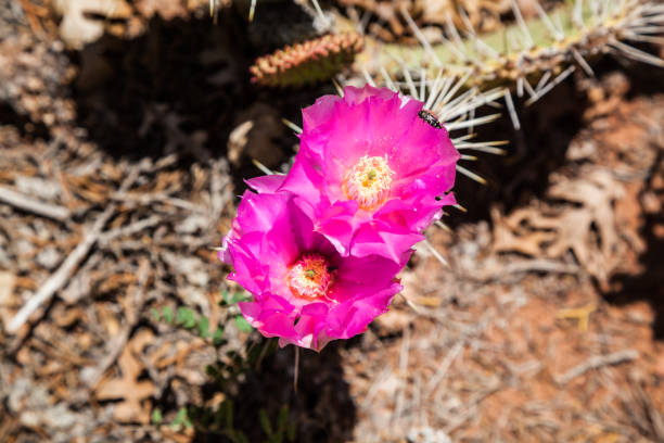 istock sunny red cactus flowers in the desert 809250726