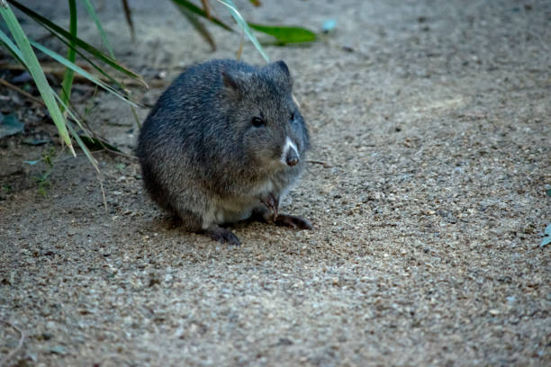 potorous au long nez - long nosed potoroo photos et images de collection