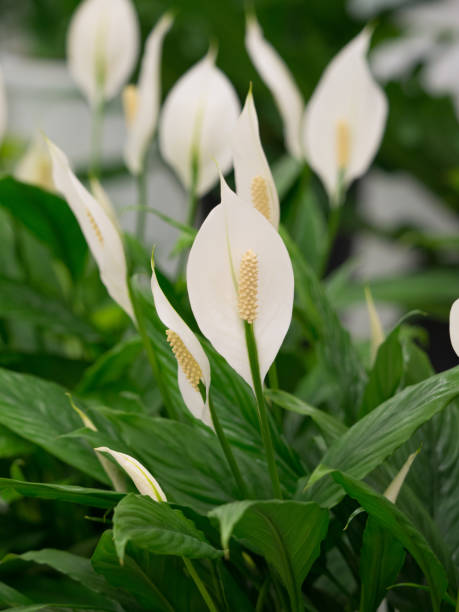 Spatialism Spatialism peace lily photos stock pictures, royalty-free photos & images