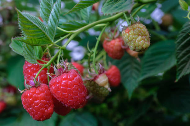 istock Close-up of Raspberries On the Vine 809347818