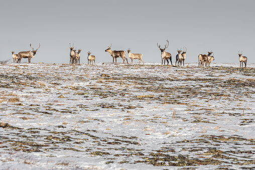 Caribou Herd on Winter Ridge Looking at Viewer