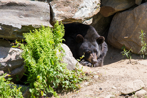 Black bear searching for food after recent emergence from den in Yellowstone National Park in Wyoming of the United States of America (USA).