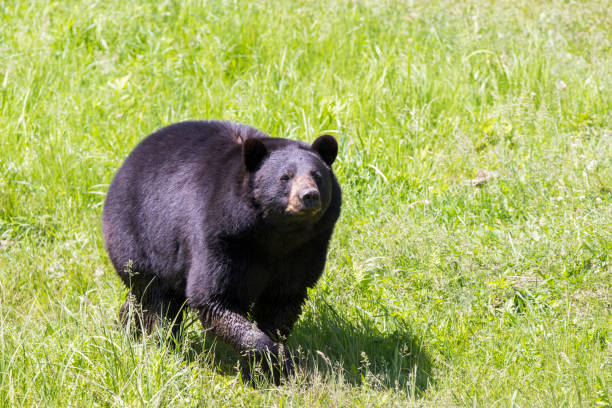 masculino urso preto - male animal american black bear mammal animals in the wild - fotografias e filmes do acervo