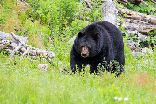 Close-up of a black bear in a Connecticut yard, baring teeth as it looks at a bird feeder