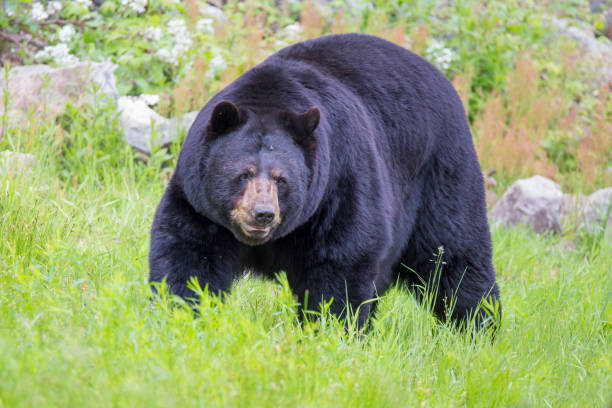 masculino urso preto - male animal american black bear mammal animals in the wild - fotografias e filmes do acervo