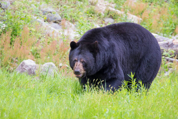 masculino urso preto - male animal american black bear mammal animals in the wild - fotografias e filmes do acervo