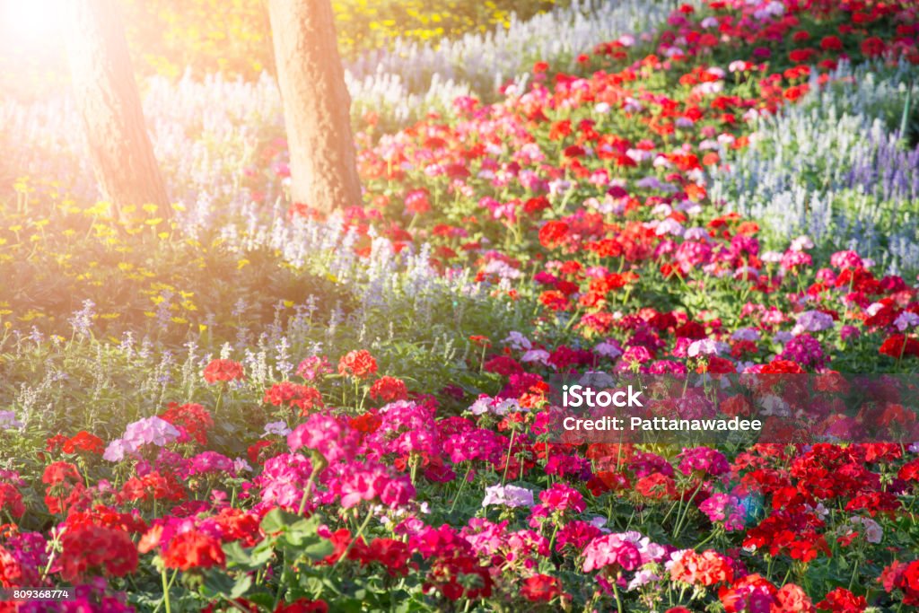 Campo Las Flores Coloridas En El Jardín Con Luz Solar Y El Sol Flare Foto  de stock y más banco de imágenes de Aire libre - iStock