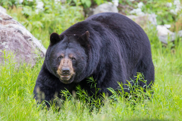 masculino urso preto - male animal american black bear mammal animals in the wild - fotografias e filmes do acervo