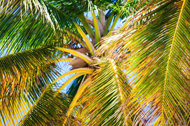 istock Coconut tree on the beach in Punta Cana 809377862