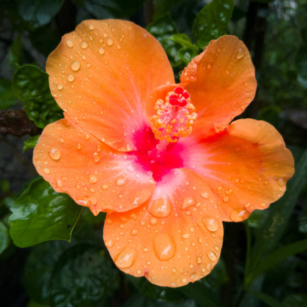 istock Orange hibiscus flower 809387226