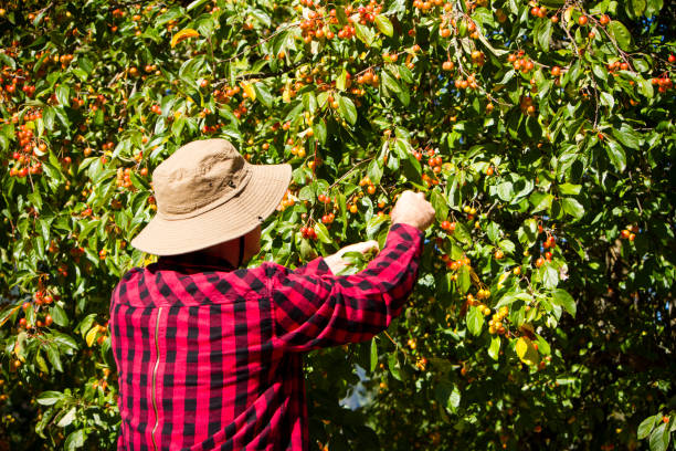 hombre del granjero de trabajador agrícola cosecha árbol de manzano - trabajador emigrante fotografías e imágenes de stock