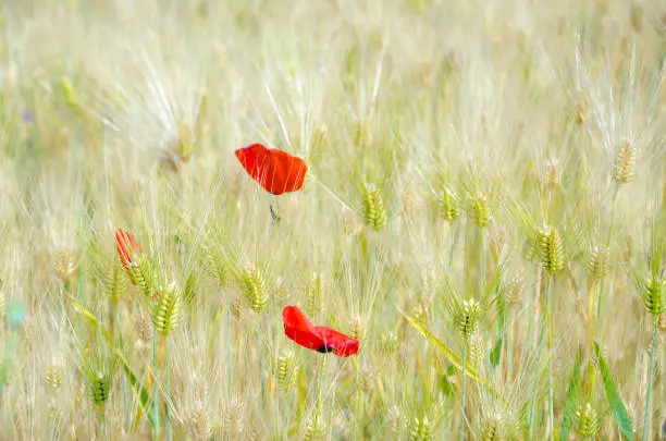 A barley field and poppy