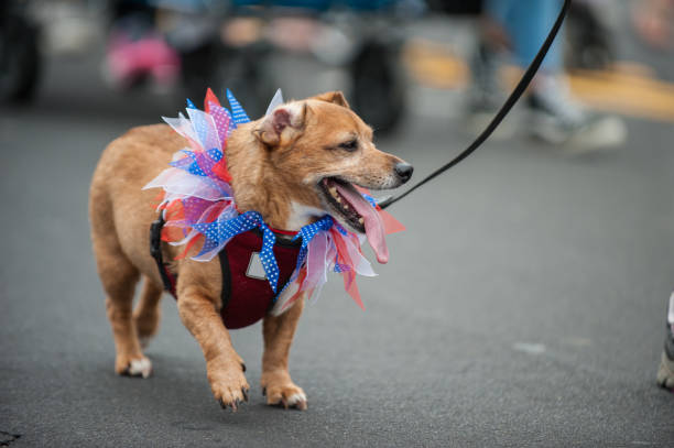 istock Adorable parade dog in costume on July 4th. 809446280