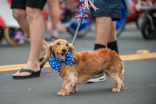 Perro feliz desfile en traje de 4 de julio. photo
