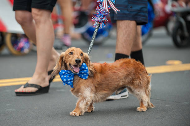 Happy parade dog in costume on July 4th. Patriotic Dachshund dog walking on street parade with stars and stripes bow tie around neck. parade stock pictures, royalty-free photos & images