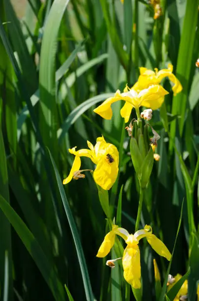 Photo of Iris pseudoacorus