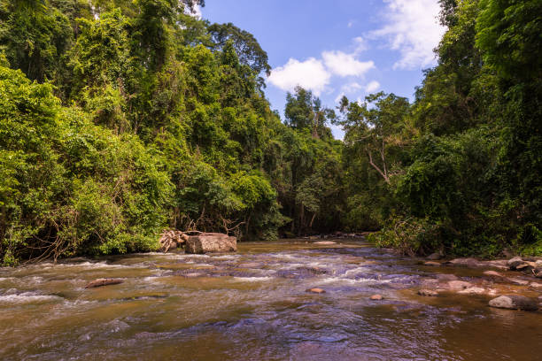 istock Tropical forest, Khao Yai National Park. 809470754
