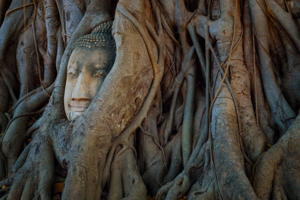 istock Famous Buddha Head with Banyan Tree Root at Wat Mahathat Temple in Ayuthaya Historical Park, a UNESCO world heritage site, Thailand 809497206