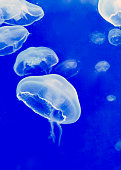 qualle.jpg?b=1&s=170x170&k=20&c=xvRb3oIO
