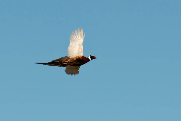 Flying Rooster Pheasant stock photo