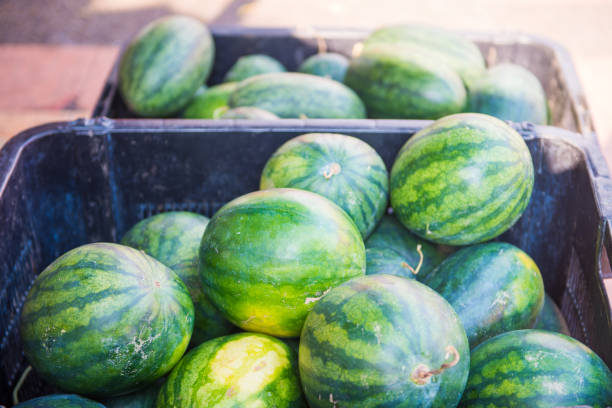 istock fresh watermelon for sell in basket 809551678