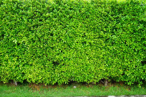 istock Background comprised of small green leaves 809584018