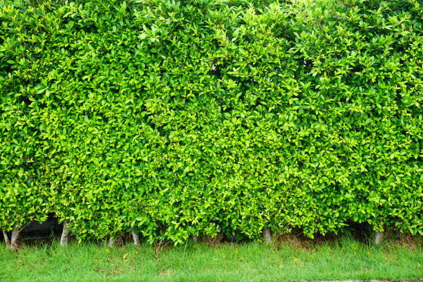 istock Background comprised of small green leaves 809585594