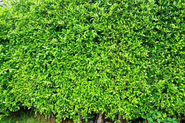 istock Background comprised of small green leaves 809587040