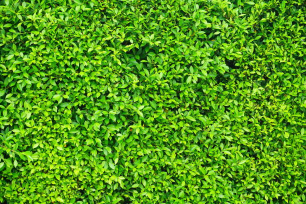緑の背景 - green fig ストックフォトと画像