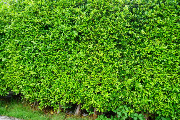 istock Background comprised of small green leaves 809588244