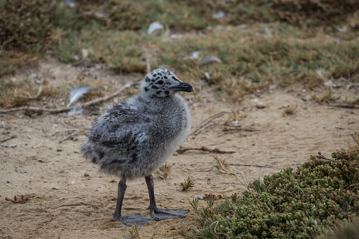 A downy seagull chick walks along the sandy cliffs of the La Jolla Cove