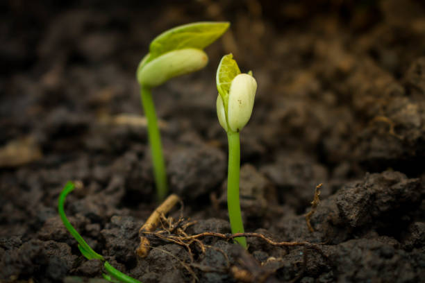 istock Planting tree in the morning on nature backgroun. 809611518