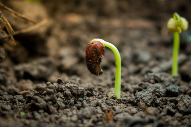 istock Planting tree in the morning on nature backgroun. 809611612