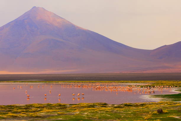 beeindruckende laguna colorada - rote see spiegelung, anden flamingos vögel und idyllischen altiplano atacama-wüste, vulkanische landschaft panorama – potosi region bolivianischen anden, bolivien - laguna colorada stock-fotos und bilder