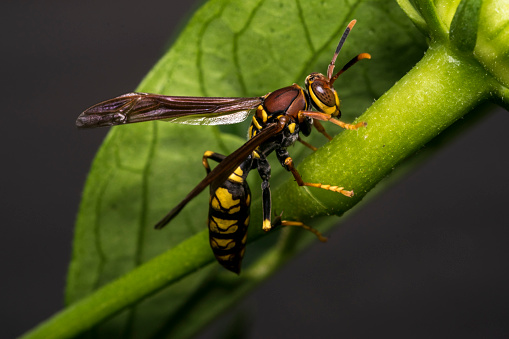 Big wasp on a plant leaf