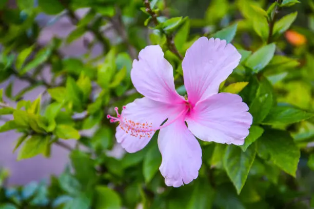 Pink hibiscus flowers are blooming.